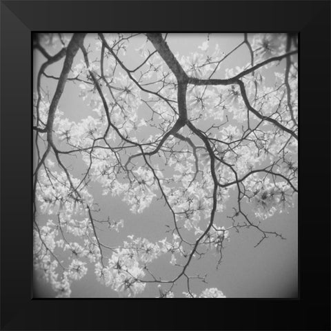 Blossoms on Gray II Black Modern Wood Framed Art Print by Peck, Gail