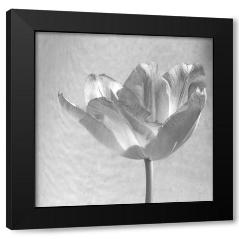 B-W Tulip Black Modern Wood Framed Art Print with Double Matting by Peck, Gail