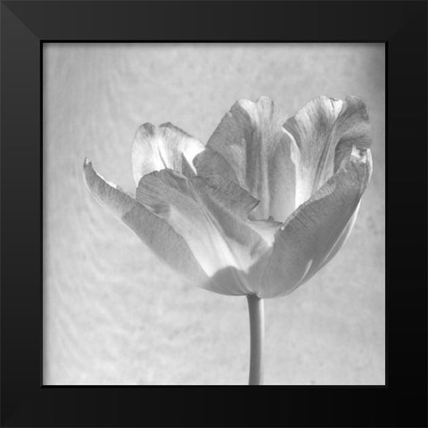 B-W Tulip Black Modern Wood Framed Art Print by Peck, Gail