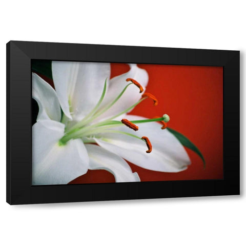 White Lily Black Modern Wood Framed Art Print by Peck, Gail