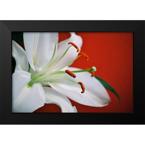 White Lily Black Modern Wood Framed Art Print by Peck, Gail