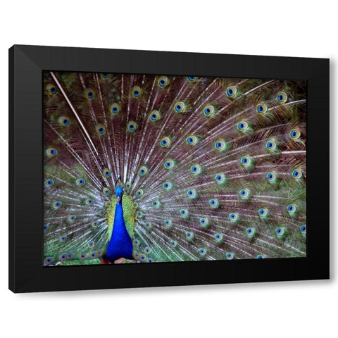 Wild Beauty I Black Modern Wood Framed Art Print with Double Matting by Peck, Gail