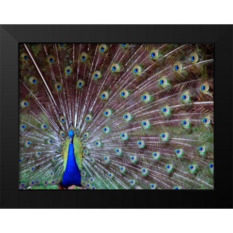 Wild Beauty I Black Modern Wood Framed Art Print by Peck, Gail