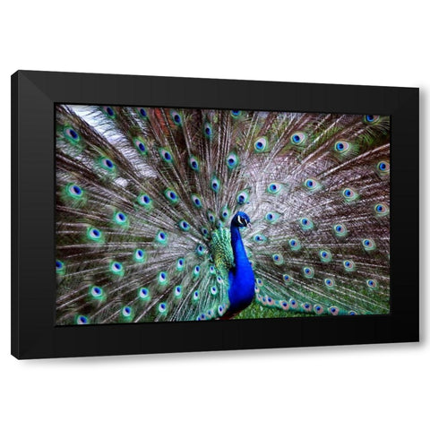 Wild Beauty II Black Modern Wood Framed Art Print with Double Matting by Peck, Gail