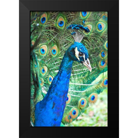 Royally Blue II Black Modern Wood Framed Art Print by Peck, Gail