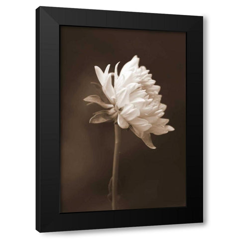 Sepia Flower I Black Modern Wood Framed Art Print by Peck, Gail