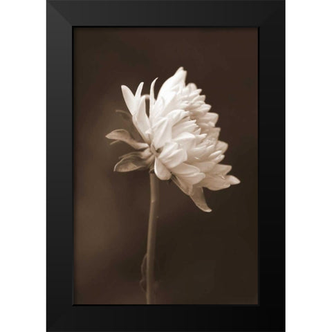 Sepia Flower I Black Modern Wood Framed Art Print by Peck, Gail