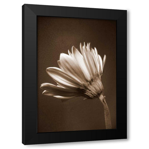 Sepia Flower II Black Modern Wood Framed Art Print with Double Matting by Peck, Gail