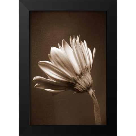 Sepia Flower II Black Modern Wood Framed Art Print by Peck, Gail
