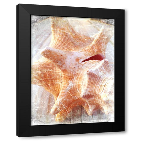 Conch I Black Modern Wood Framed Art Print by Saghini, Lisa Hill