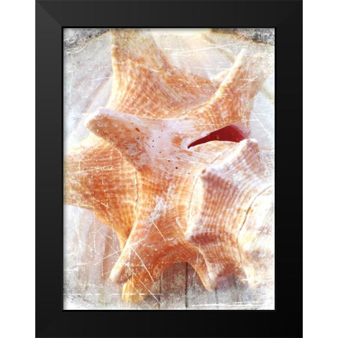 Conch I Black Modern Wood Framed Art Print by Saghini, Lisa Hill