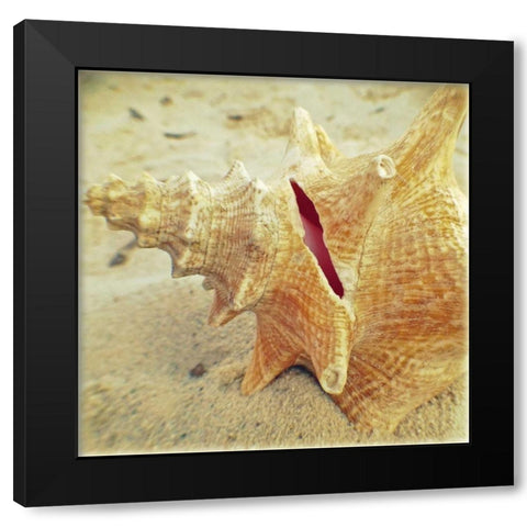 Conch Black Modern Wood Framed Art Print with Double Matting by Saghini, Lisa Hill