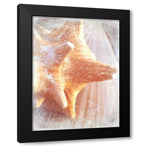 Conch II Black Modern Wood Framed Art Print with Double Matting by Saghini, Lisa Hill
