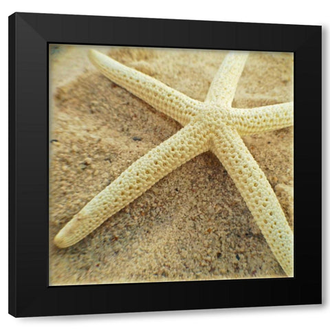 Starfish Black Modern Wood Framed Art Print with Double Matting by Saghini, Lisa Hill