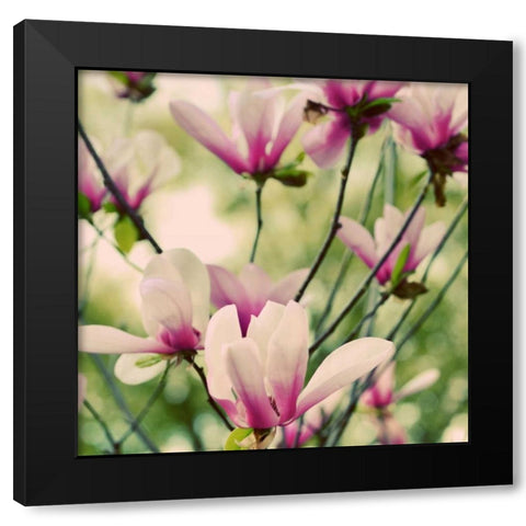 Fragile Pink Daisies Black Modern Wood Framed Art Print with Double Matting by Peck, Gail