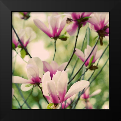 Fragile Pink Daisies Black Modern Wood Framed Art Print by Peck, Gail