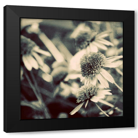 Fragile Daisies I Black Modern Wood Framed Art Print by Peck, Gail