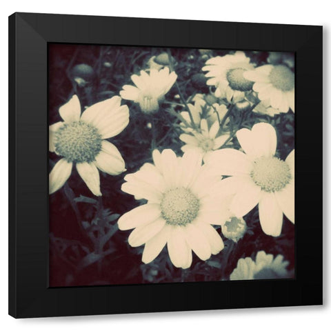 Fragile Daisies II Black Modern Wood Framed Art Print by Peck, Gail