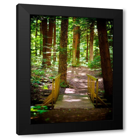 Forest Park Path Black Modern Wood Framed Art Print by Bryant, Susan