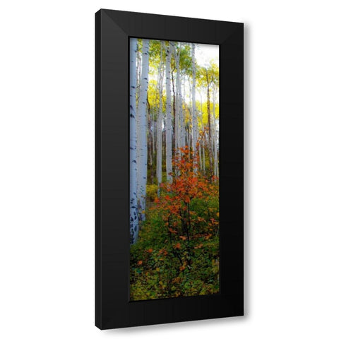 Aspen in the Day I Black Modern Wood Framed Art Print with Double Matting by Mansfield, Kathy