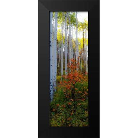 Aspen in the Day I Black Modern Wood Framed Art Print by Mansfield, Kathy