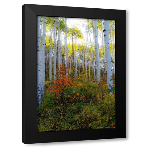 Aspen in the Day Black Modern Wood Framed Art Print by Mansfield, Kathy
