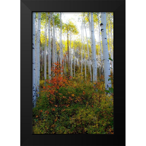 Aspen in the Day Black Modern Wood Framed Art Print by Mansfield, Kathy