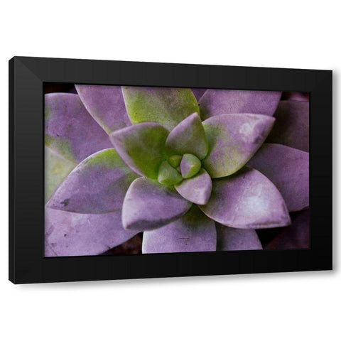 Purple Succulent I Black Modern Wood Framed Art Print by Bryant, Susan