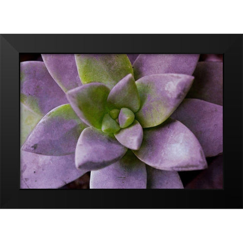 Purple Succulent I Black Modern Wood Framed Art Print by Bryant, Susan