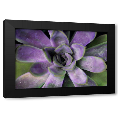 Purple Succulent II Black Modern Wood Framed Art Print with Double Matting by Bryant, Susan