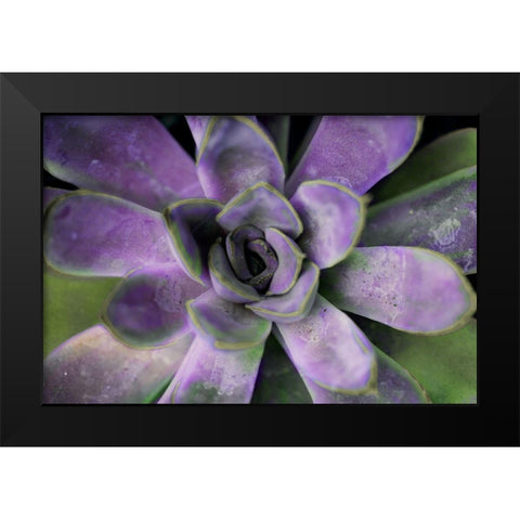 Purple Succulent II Black Modern Wood Framed Art Print by Bryant, Susan