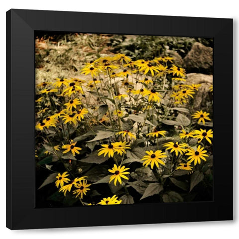 Yellow Daisies Black Modern Wood Framed Art Print with Double Matting by Nawrocke, Bruce