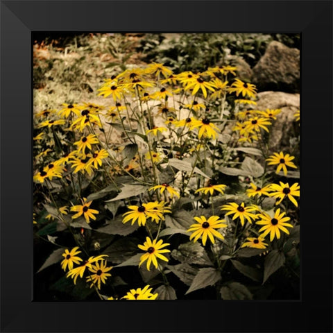 Yellow Daisies Black Modern Wood Framed Art Print by Nawrocke, Bruce