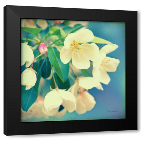 Natures Apple Blossom Black Modern Wood Framed Art Print with Double Matting by Schlabach, Sue