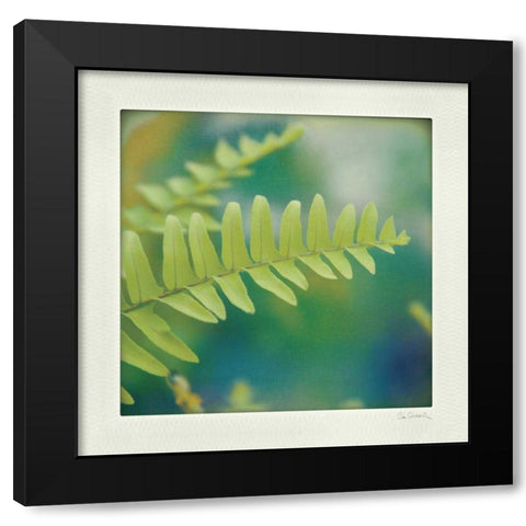 Natures Fern I Black Modern Wood Framed Art Print with Double Matting by Schlabach, Sue