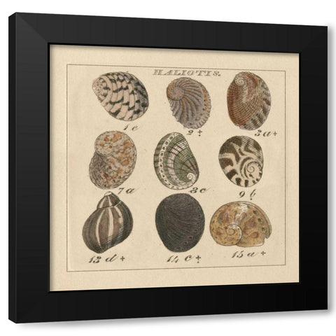 Haliotis Black Modern Wood Framed Art Print with Double Matting by Wild Apple Portfolio