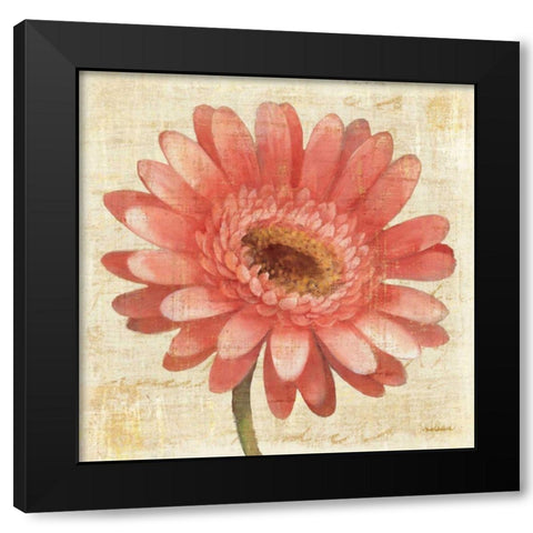 Blushing Gerbera on Cream Black Modern Wood Framed Art Print with Double Matting by Hristova, Albena