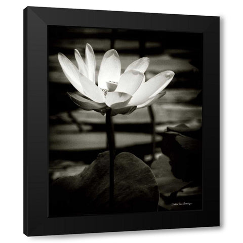 Lotus Flower VIII Black Modern Wood Framed Art Print by Van Swearingen, Debra