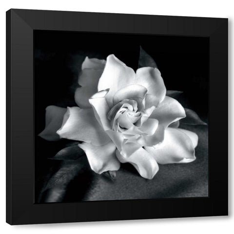 Gardenia Black Modern Wood Framed Art Print by Van Swearingen, Debra