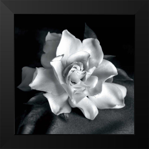Gardenia Black Modern Wood Framed Art Print by Van Swearingen, Debra
