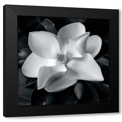 Magnolia Black Modern Wood Framed Art Print by Van Swearingen, Debra