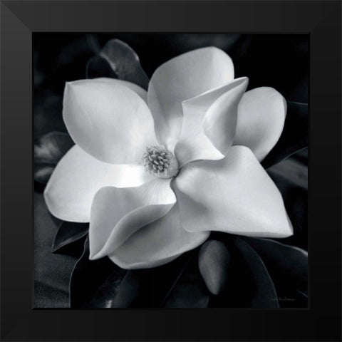 Magnolia Black Modern Wood Framed Art Print by Van Swearingen, Debra