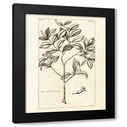 Tropical Leaf Study I Black Modern Wood Framed Art Print by Wild Apple Portfolio