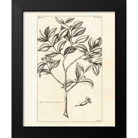 Tropical Leaf Study I Black Modern Wood Framed Art Print by Wild Apple Portfolio