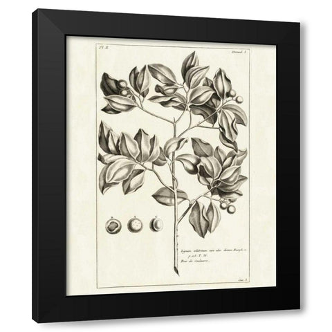 Tropical Leaf Study II Black Modern Wood Framed Art Print with Double Matting by Wild Apple Portfolio