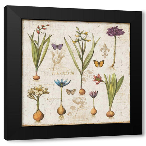 Histoire Naturelle V Black Modern Wood Framed Art Print with Double Matting by ERR, Pela