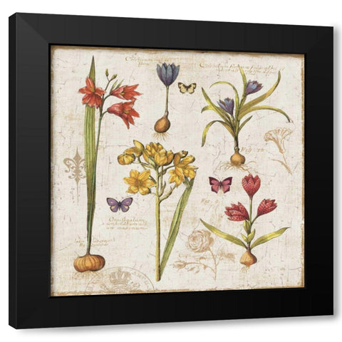 Histoire Naturelle VI Black Modern Wood Framed Art Print by ERR, Pela