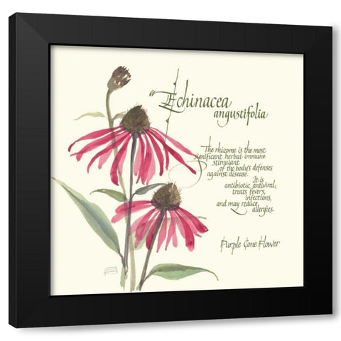 Echinacea Black Modern Wood Framed Art Print by Paschke, Chris