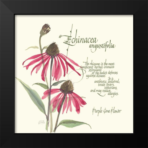 Echinacea Black Modern Wood Framed Art Print by Paschke, Chris