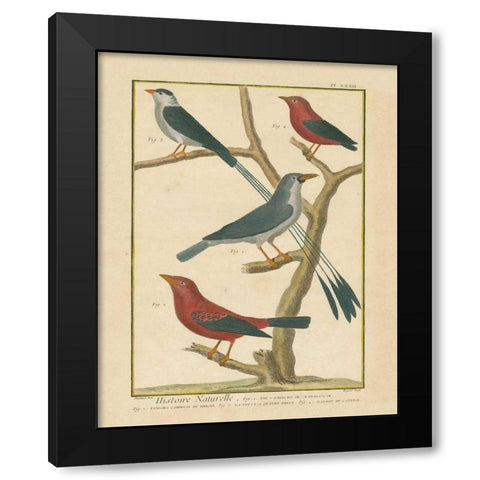 Bird Drawing III Black Modern Wood Framed Art Print with Double Matting by Wild Apple Portfolio